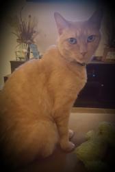 Lost Male Cat last seen Rio de Janeiro, Punta Gorda, FL 33983
