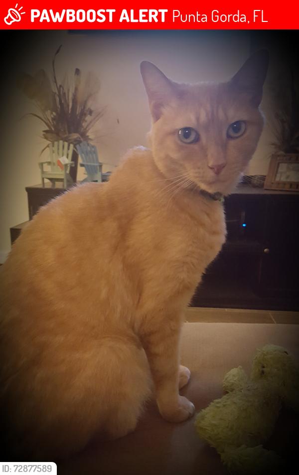 Lost Male Cat last seen Rio de Janeiro, Punta Gorda, FL 33983