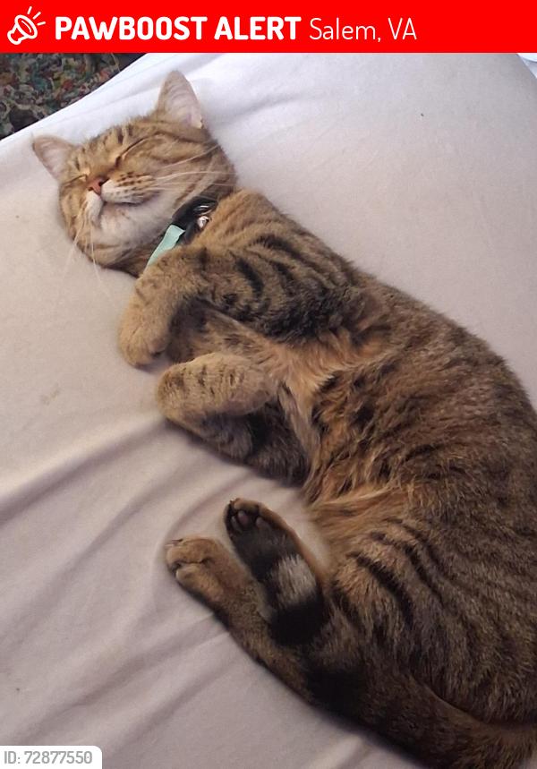 Lost Female Cat last seen The baymont , Salem, VA 24153