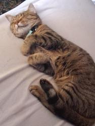 Lost Female Cat last seen The baymont , Salem, VA 24153