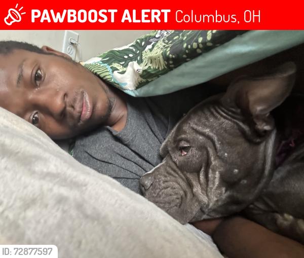 Lost Female Dog last seen Summit, Columbus, OH 43219