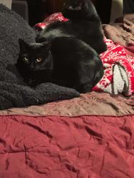 Lost Female Cat last seen Near 11th Dr SE, Everett, WA 98208