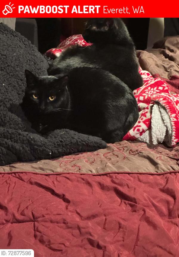 Lost Female Cat last seen Near 11th Dr SE, Everett, WA 98208