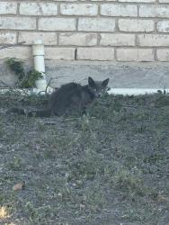 Found/Stray Unknown Cat last seen Barnard rd Brownsville tx, Brownsville, TX 78520