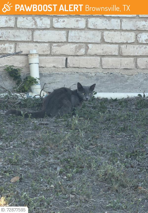 Found/Stray Unknown Cat last seen Barnard rd Brownsville tx, Brownsville, TX 78520
