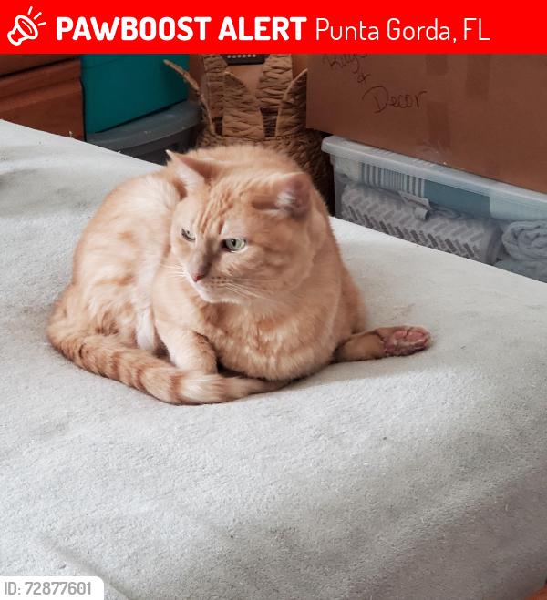 Lost Male Cat last seen Lancer Ave and Rio de Janiero, Punta Gorda, FL 33983