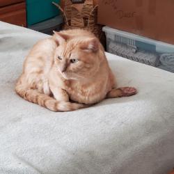 Lost Male Cat last seen Lancer Ave and Rio de Janiero, Punta Gorda, FL 33983