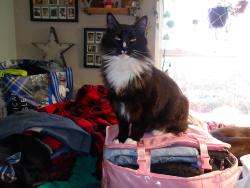 Lost Male Cat last seen Hwy 9 , Sedro-Woolley, WA 98284