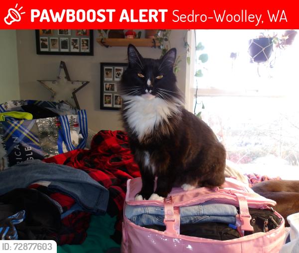 Lost Male Cat last seen Hwy 9 , Sedro-Woolley, WA 98284