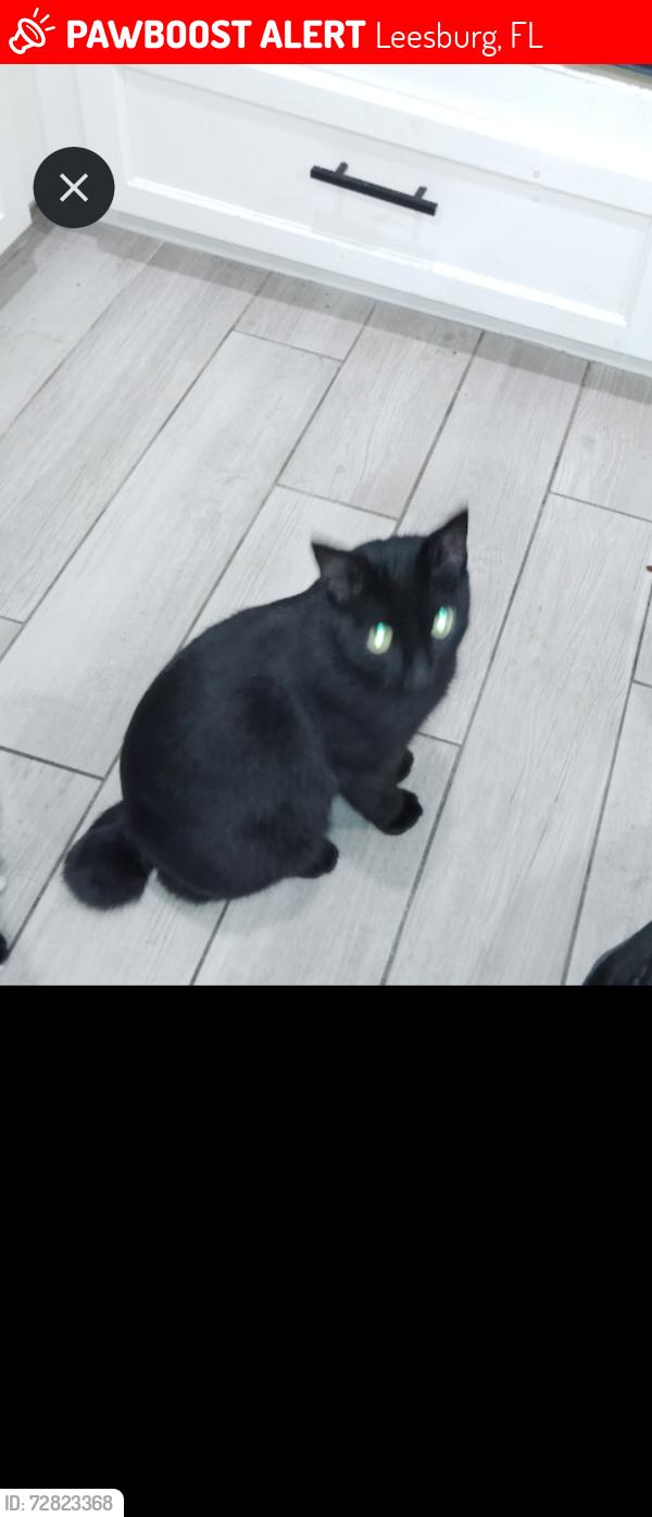 Lost Male Cat last seen S East st, Leesburg, FL 34748