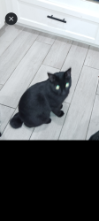 Lost Male Cat last seen S East st, Leesburg, FL 34748