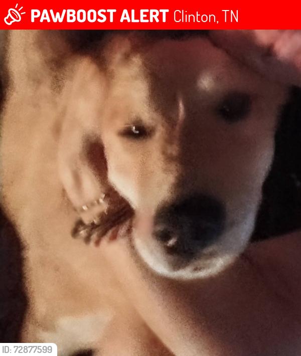 Lost Female Dog last seen Byrd st , Clinton, TN 37716