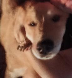 Lost Female Dog last seen Byrd st , Clinton, TN 37716