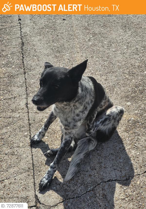 Found/Stray Female Dog last seen Creek Grove and Garden Grove , Houston, TX 77066