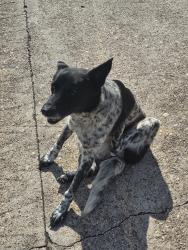 Found/Stray Female Dog last seen Creek Grove and Garden Grove , Houston, TX 77066