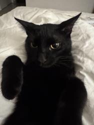 Reunited Female Cat last seen Near NW 45th St Miami, FL  33142 United States, Miami, FL 33142