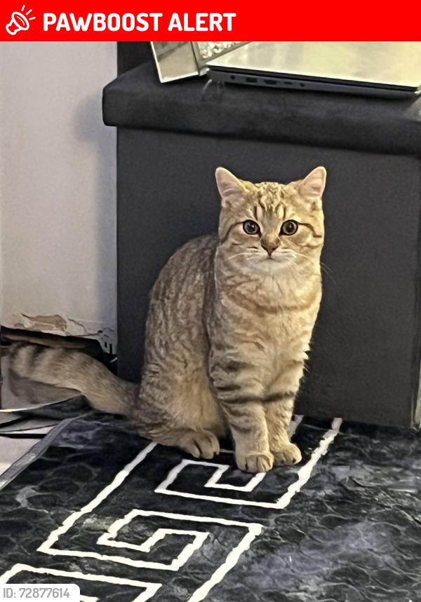 Lost Male Cat last seen Ellis meadows, space centre, Leicester, England LE4