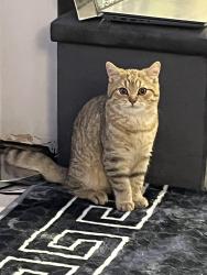 Lost Male Cat last seen Ellis meadows, space centre , Leicester, England LE4