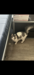 Lost Male Cat last seen Sargent drive off Patrick Henry drive , Falls Church, VA 22044