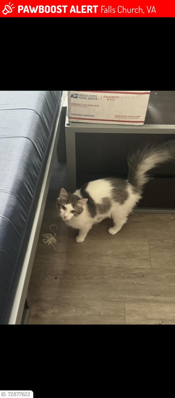 Lost Male Cat last seen Sargent drive off Patrick Henry drive , Falls Church, VA 22044
