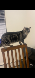 Lost Female Cat last seen 38th and kipling, Wheat Ridge, CO 80033