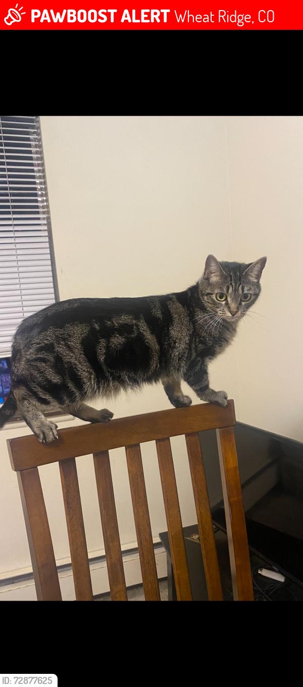 Lost Female Cat last seen 38th and kipling, Wheat Ridge, CO 80033