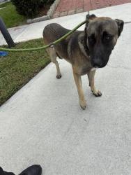 Shelter Stray Male Dog last seen Near BLOCK SW 134TH CT, Doral, FL 33122
