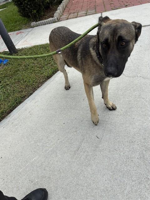 Shelter Stray Male Dog last seen Near BLOCK SW 134TH CT, Doral, FL 33122