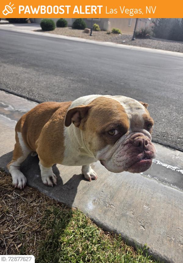 Found/Stray Female Dog last seen Tropical Parkway, Las Vegas, NV 89130