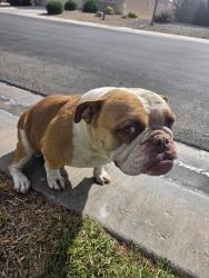 Found/Stray Female Dog last seen Tropical Parkway, Las Vegas, NV 89130