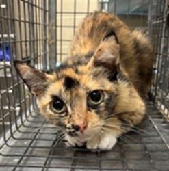 Shelter Stray Female Cat last seen , Sanford, FL 32773