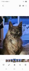 Reunited Male Cat last seen Greenfield road. Dentons Green area, Merseyside, England WA10