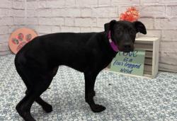 Shelter Stray Female Dog last seen Near BLOCK DANBURY ST, DETROIT MI 48203, Detroit, MI 48211
