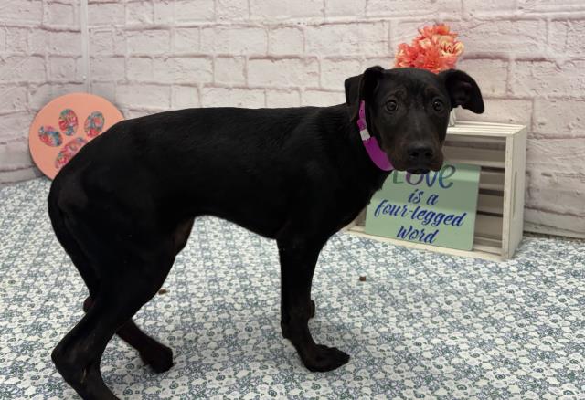 Shelter Stray Female Dog last seen Near BLOCK DANBURY ST, DETROIT MI 48203, Detroit, MI 48211