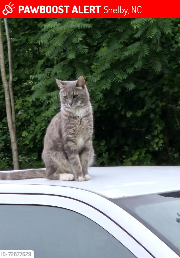 Lost Male Cat last seen Charles and Dilinger, Shelby, NC 28152