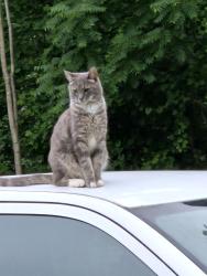 Lost Male Cat last seen Charles and Dilinger, Shelby, NC 28152