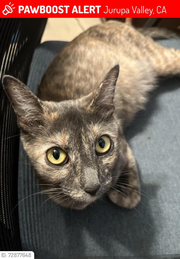 Lost Female Cat last seen Owen Ct , Jurupa Valley, CA 91752