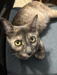 Lost Female Cat last seen Owen Ct , Jurupa Valley, CA 91752