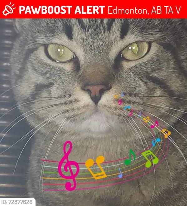 Lost Male Cat last seen Near street 132 avenue, Edmonton, AB T5A 0V6