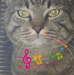 Lost Male Cat last seen Near street 132 avenue, Edmonton, AB T5A 0V6