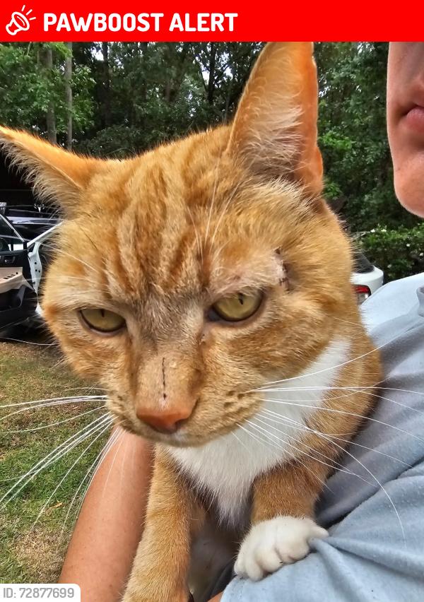 Lost Male Cat last seen Beulah Milton drive, Willow springs, North Carolina, Johnston County, NC 27592