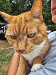 Lost Male Cat last seen Beulah Milton drive, Willow springs, North Carolina, Johnston County, NC 27592