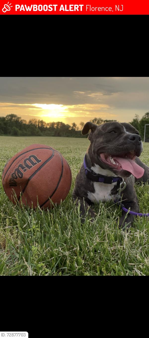 Lost Female Dog last seen West 3rd street Florence, NJ, Florence, NJ 08518