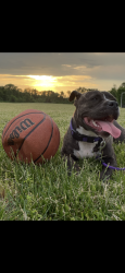 Lost Female Dog last seen West 3rd street Florence, NJ, Florence, NJ 08518