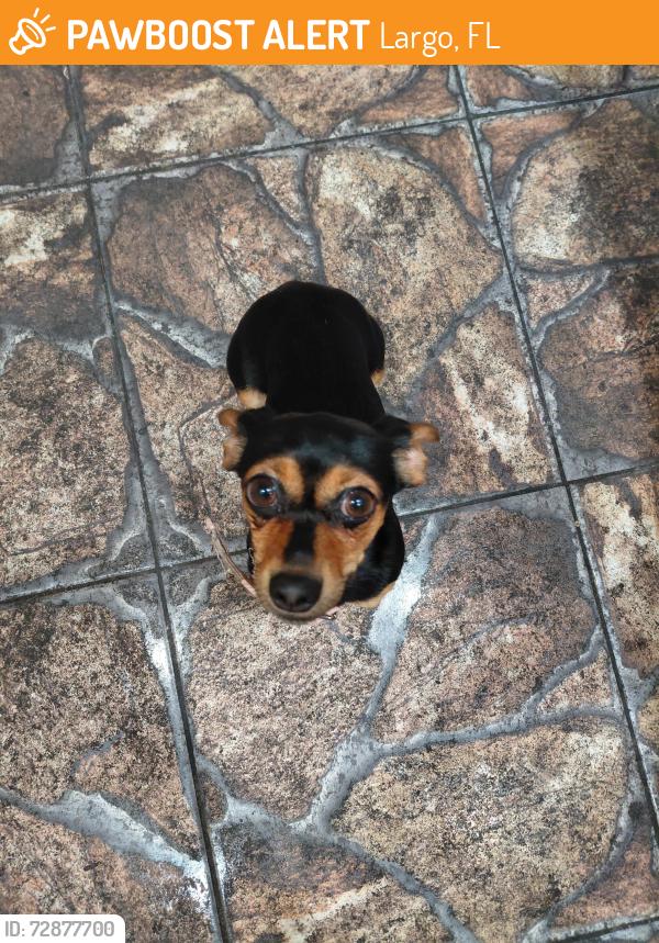 Found/Stray Female Dog last seen On easy street, Largo, FL 33773