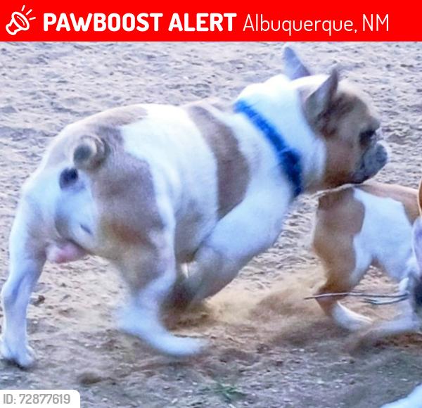 Lost Male Dog last seen Los Arboles Ct NE 87112, Albuquerque, NM 87112