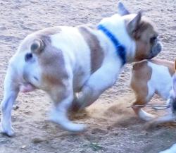 Lost Male Dog last seen Los Arboles Ct NE 87112, Albuquerque, NM 87112