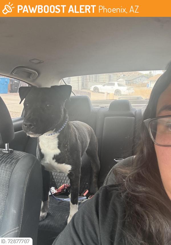 Found/Stray Male Dog last seen 19th Ave and Thunderbird road , Phoenix, AZ 85023
