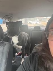 Found/Stray Male Dog last seen 19th Ave and Thunderbird road , Phoenix, AZ 85023