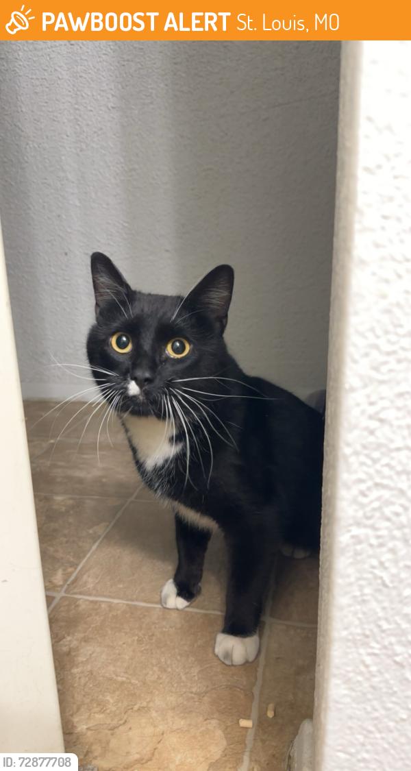 Found/Stray Male Cat last seen Taravue Park Apt Complex, St. Louis, MO 63125